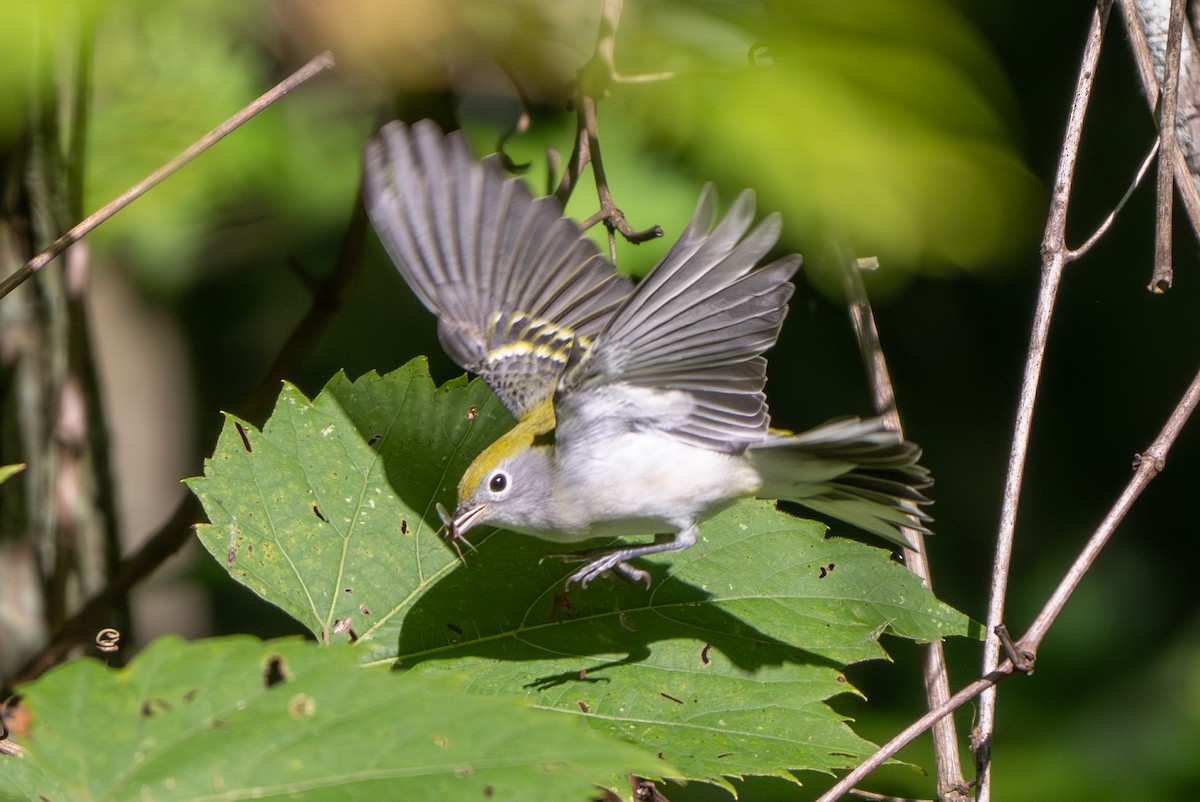 Chestnut-sided Warbler - ML641318436