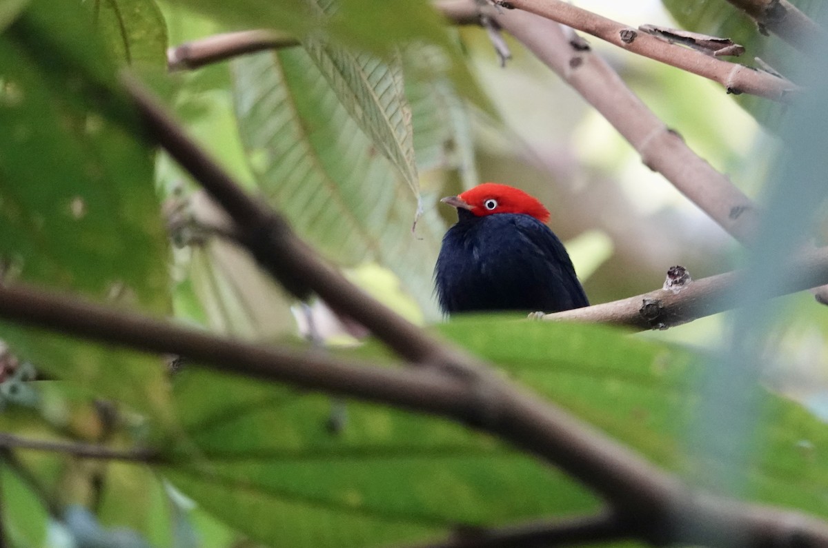 Round-tailed Manakin - ML641318518