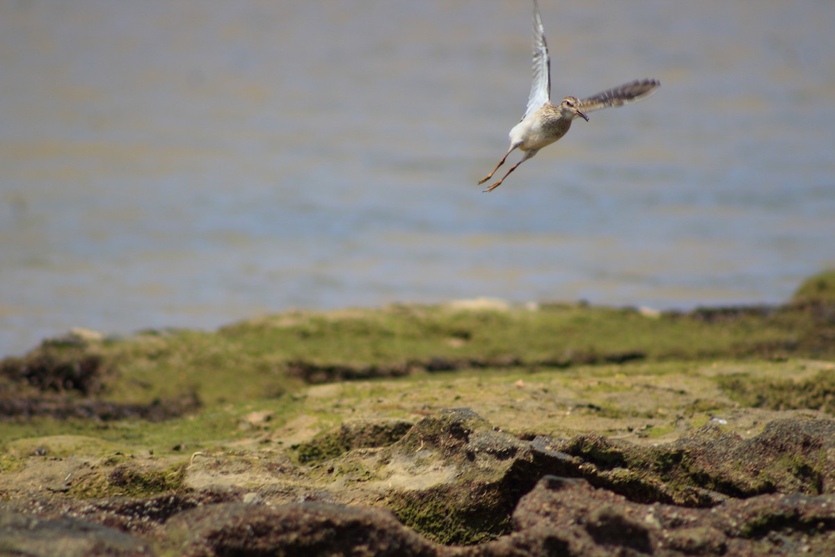 美洲尖尾濱鷸 - ML641318536