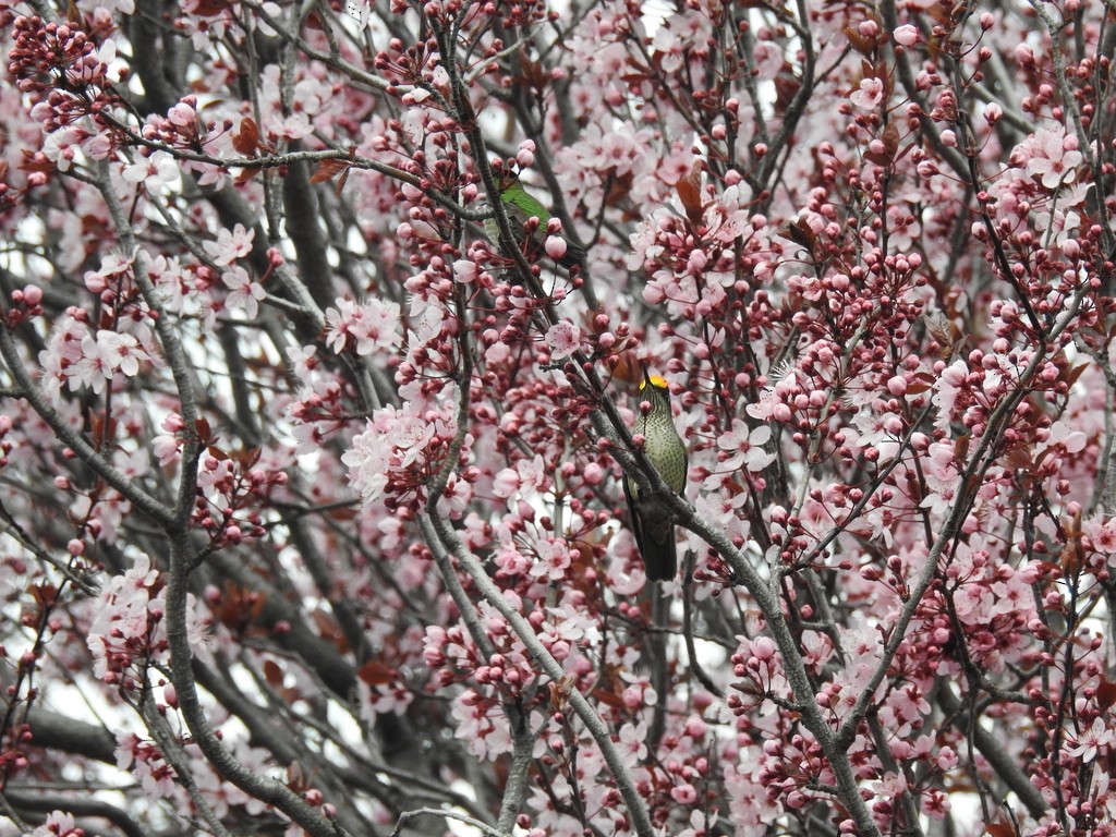 Colibrí Austral - ML641318555