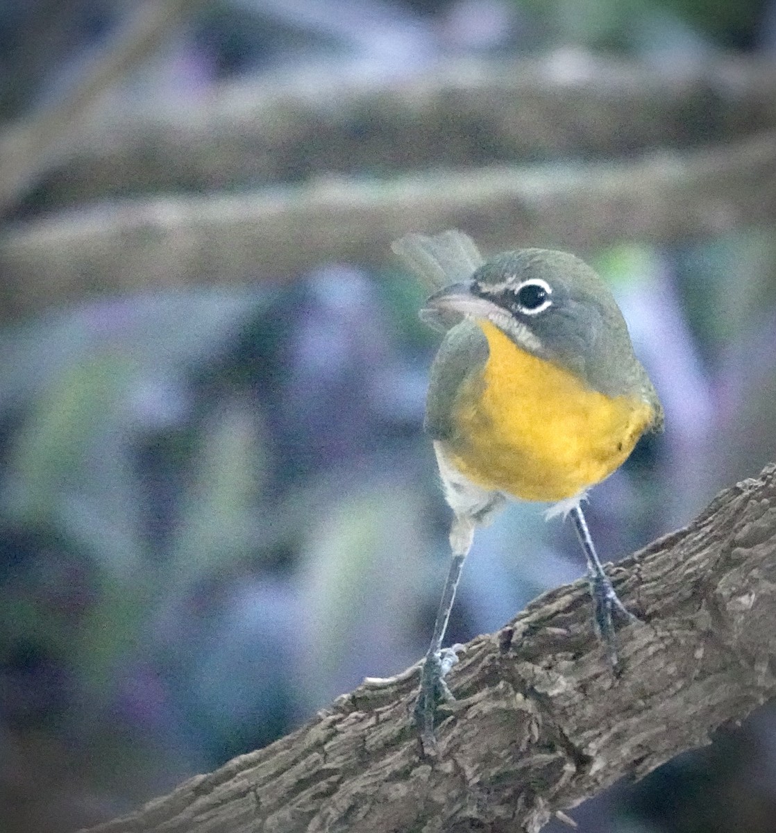 Yellow-breasted Chat - ML641318560