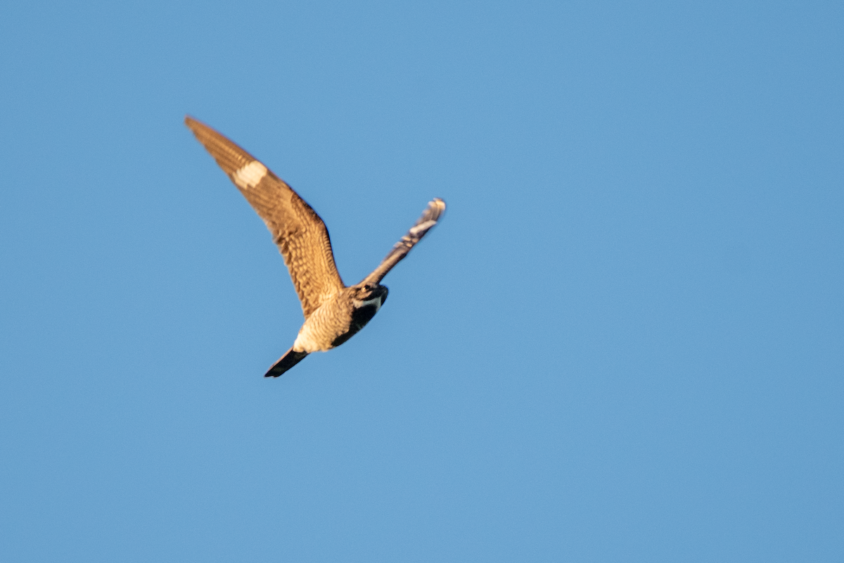 Common Nighthawk - ML641318607