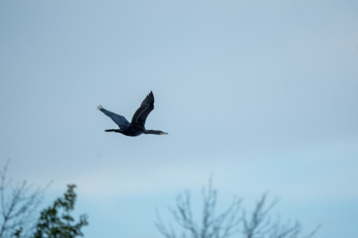 Double-crested Cormorant - ML641318613