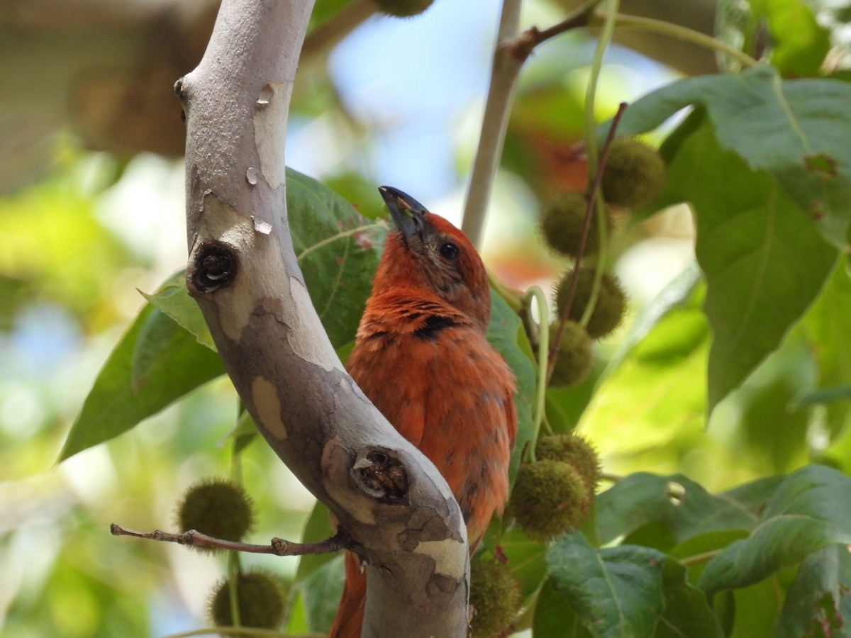Hepatic Tanager - ML641318642