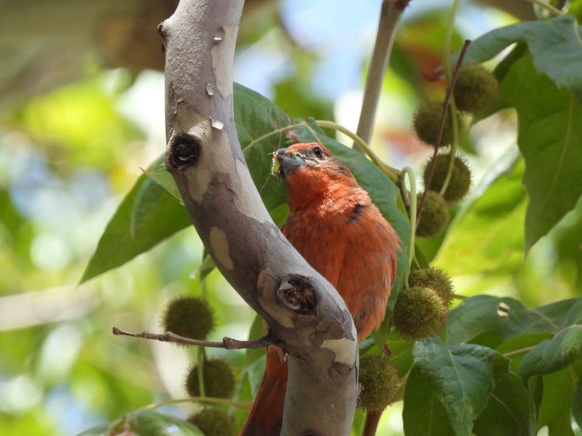 Hepatic Tanager - ML641318643