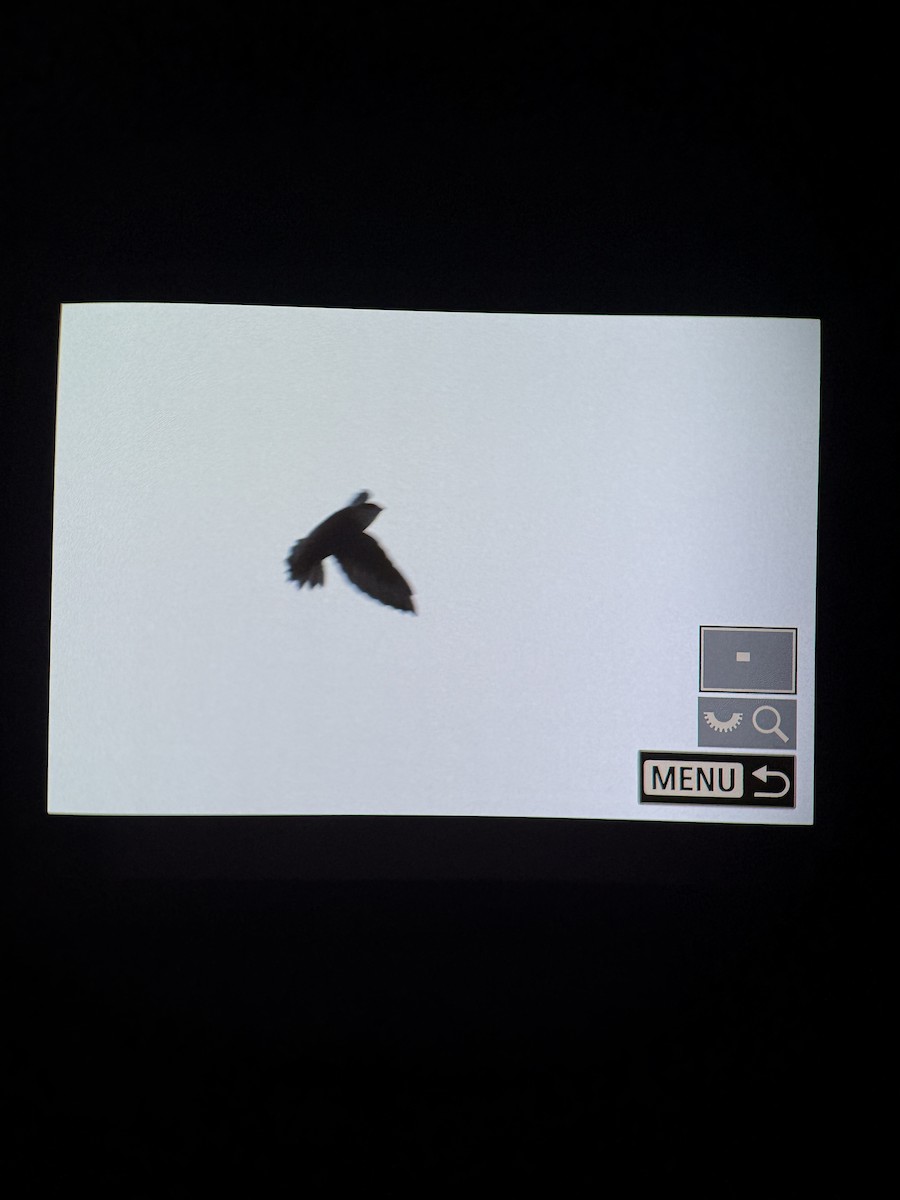 Chimney Swift - ML641318650