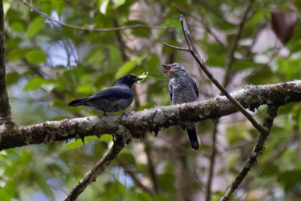 Lesser Cuckooshrike - ML641318659