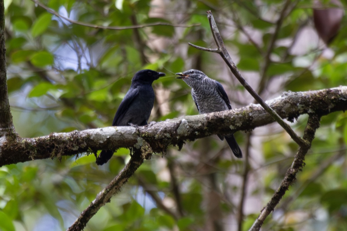 Lesser Cuckooshrike - ML641318663