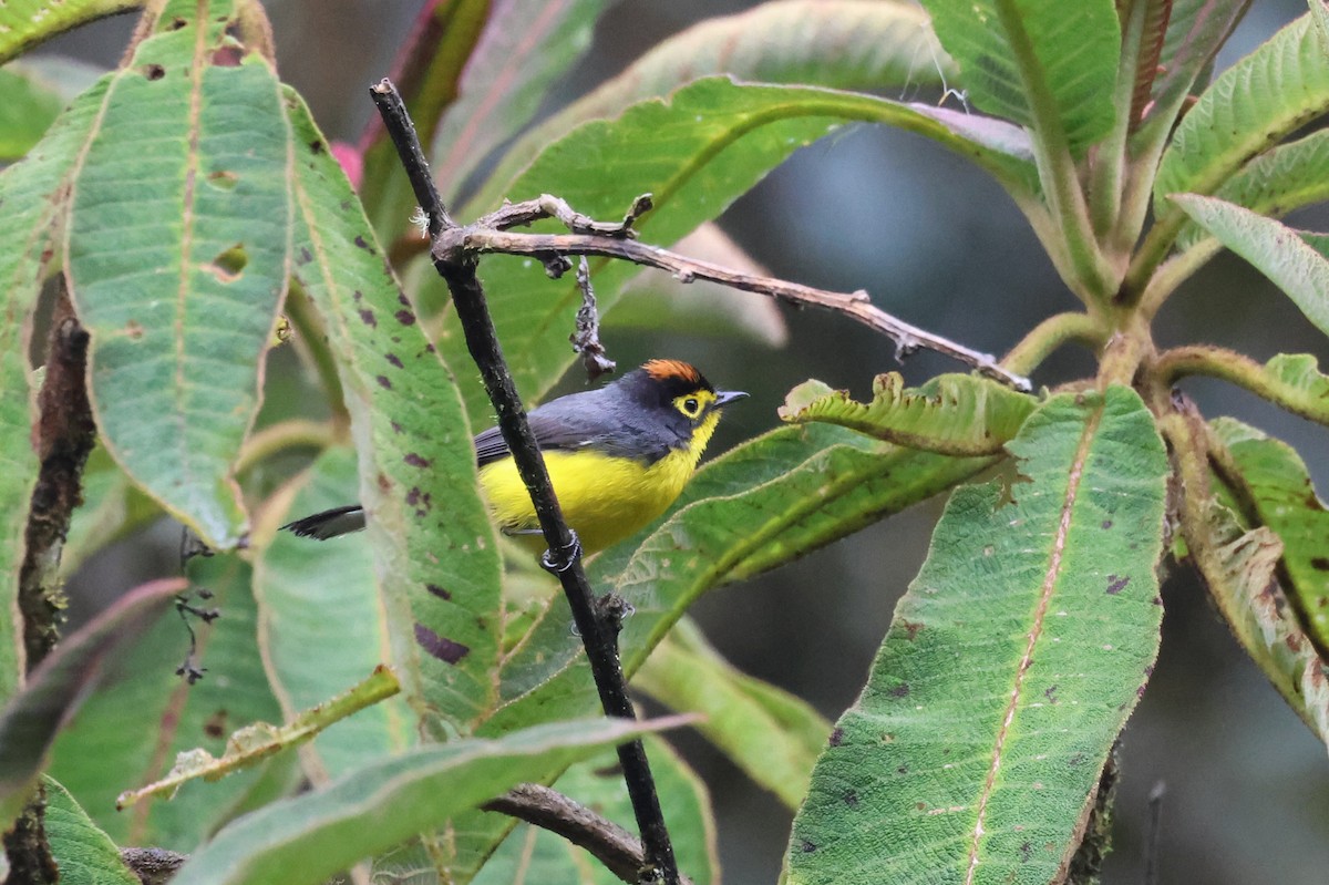Spectacled Redstart - ML641318669