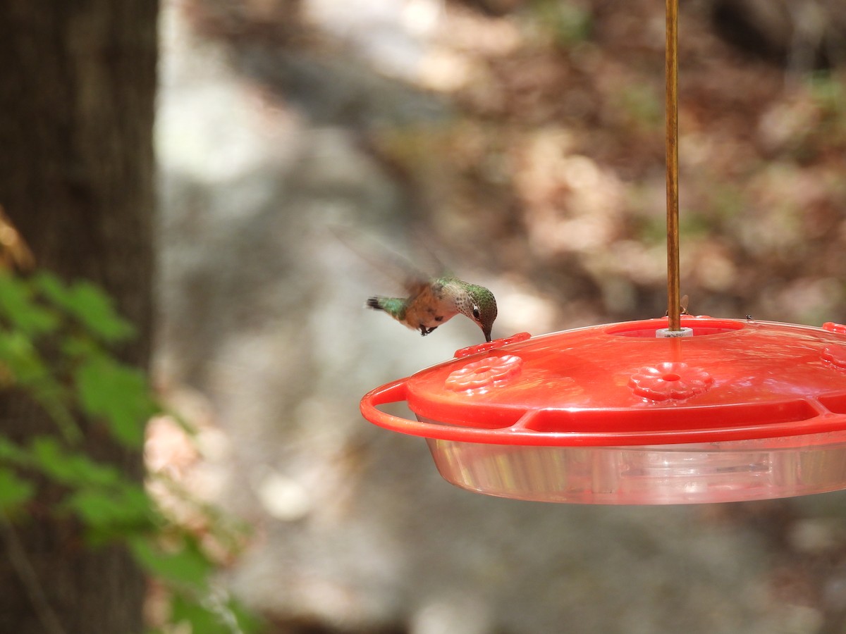 Calliope Hummingbird - ML641318671