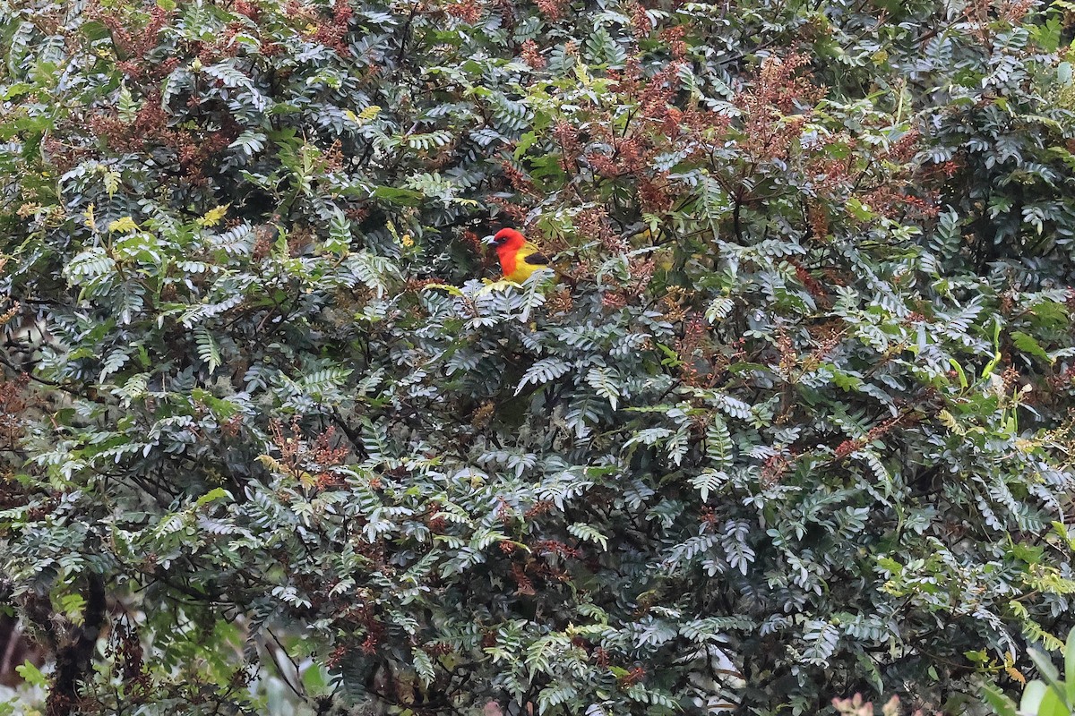 Red-hooded Tanager - ML641318685