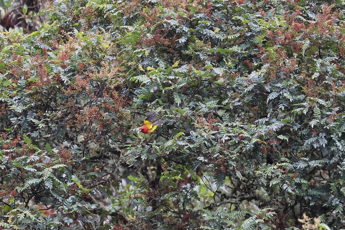 Red-hooded Tanager - ML641318686