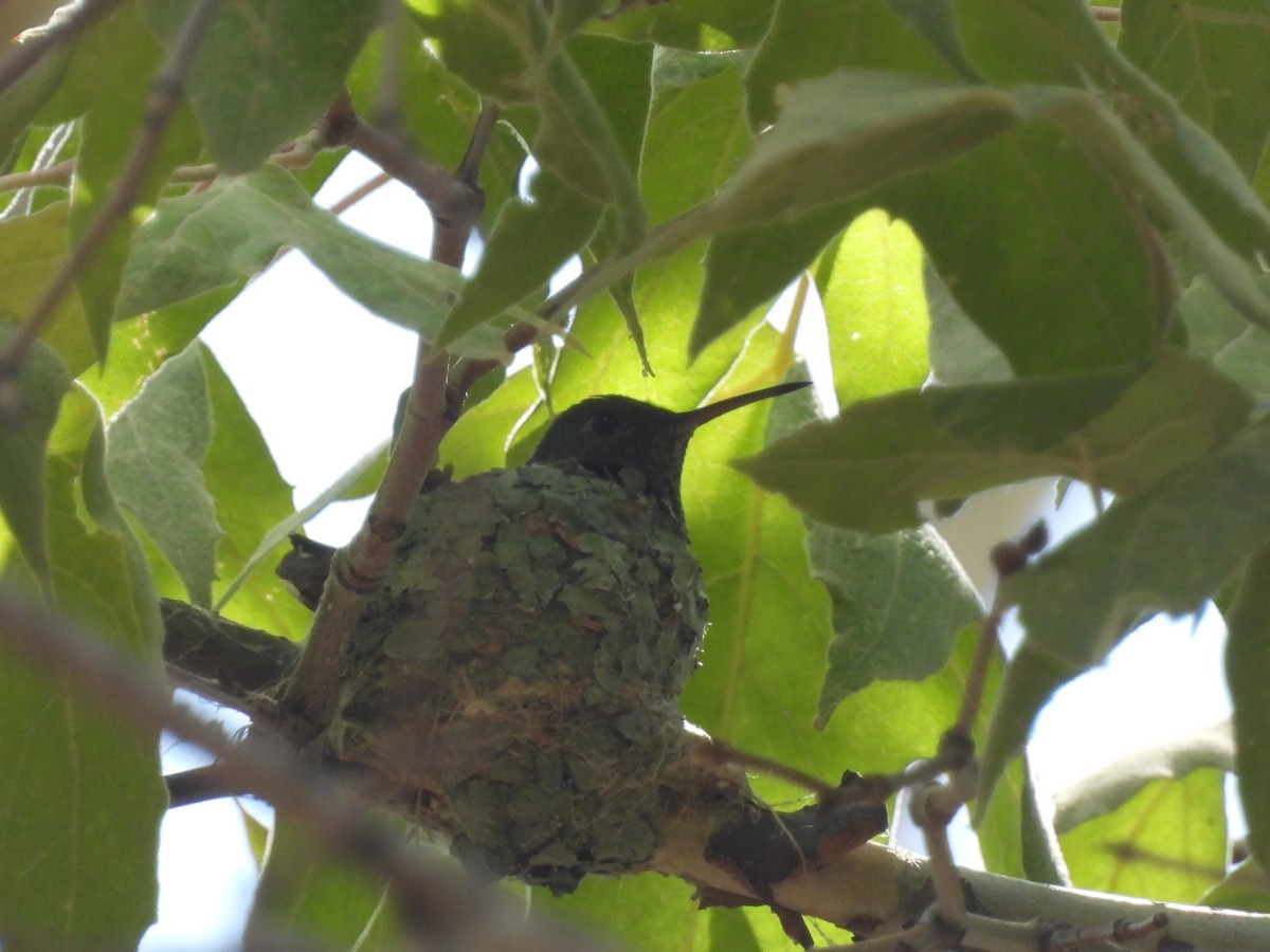 Berylline Hummingbird - ML641318689