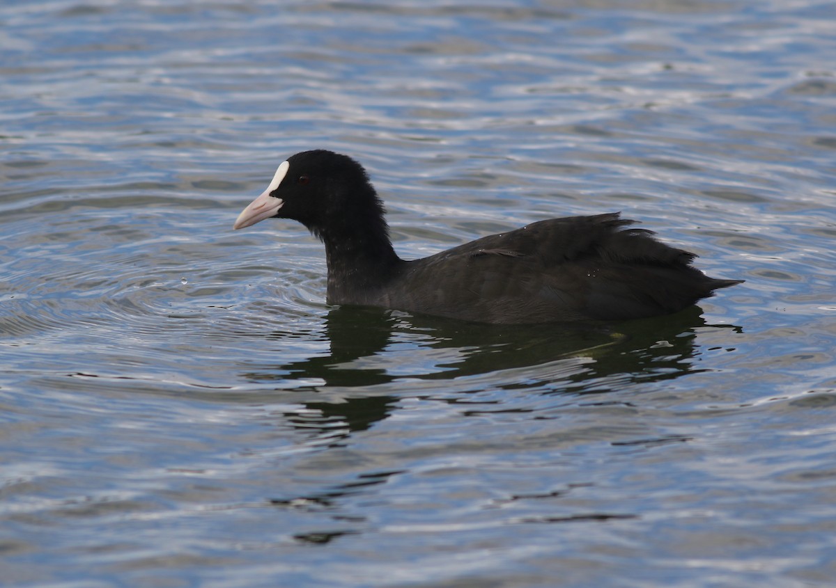 sothøne - ML641318695