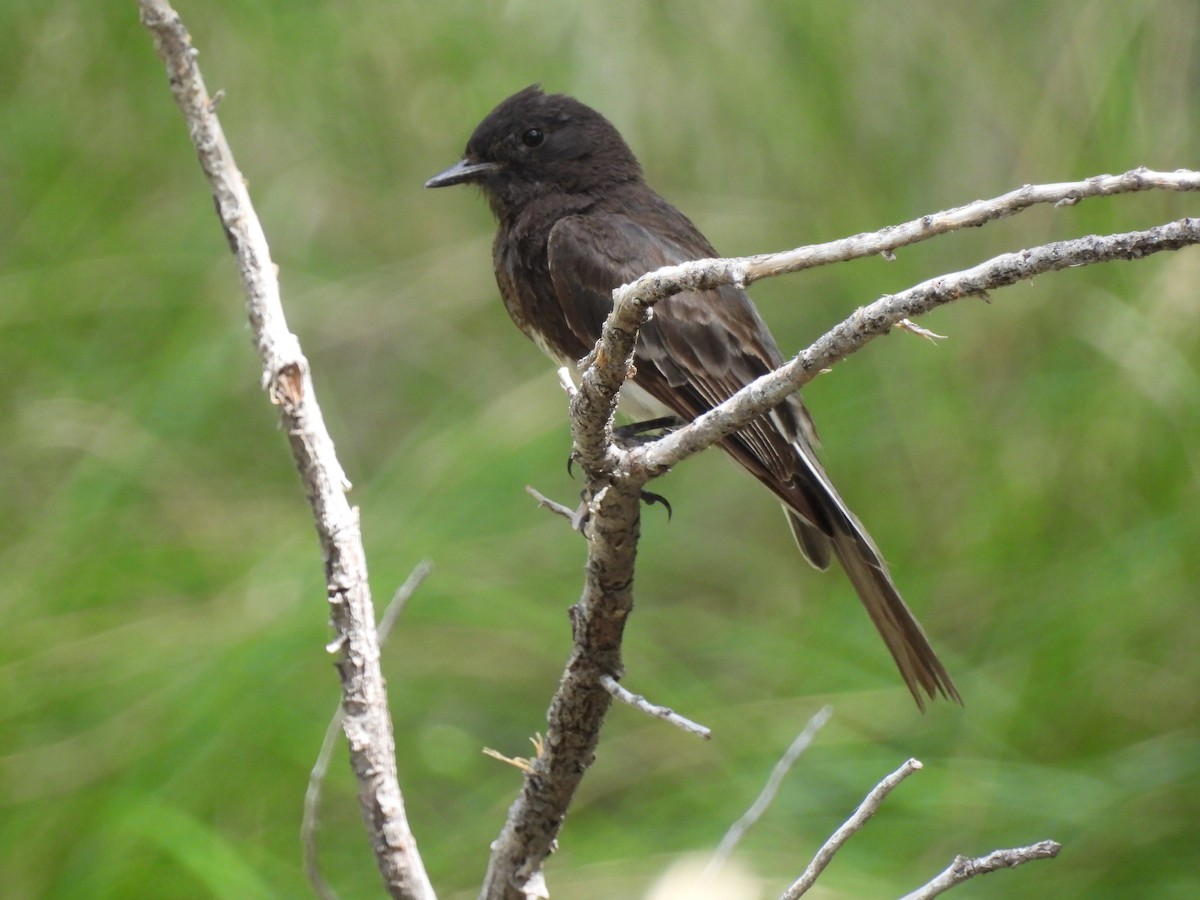 Black Phoebe - ML641318735