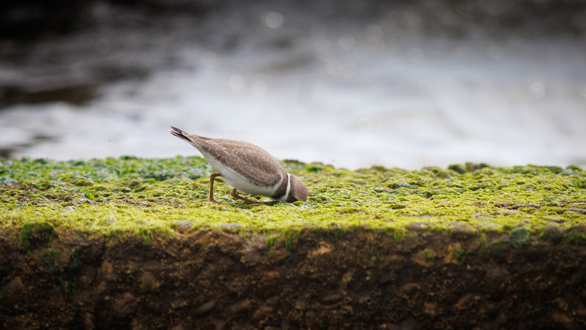 Semipalmated Plover - ML641318757