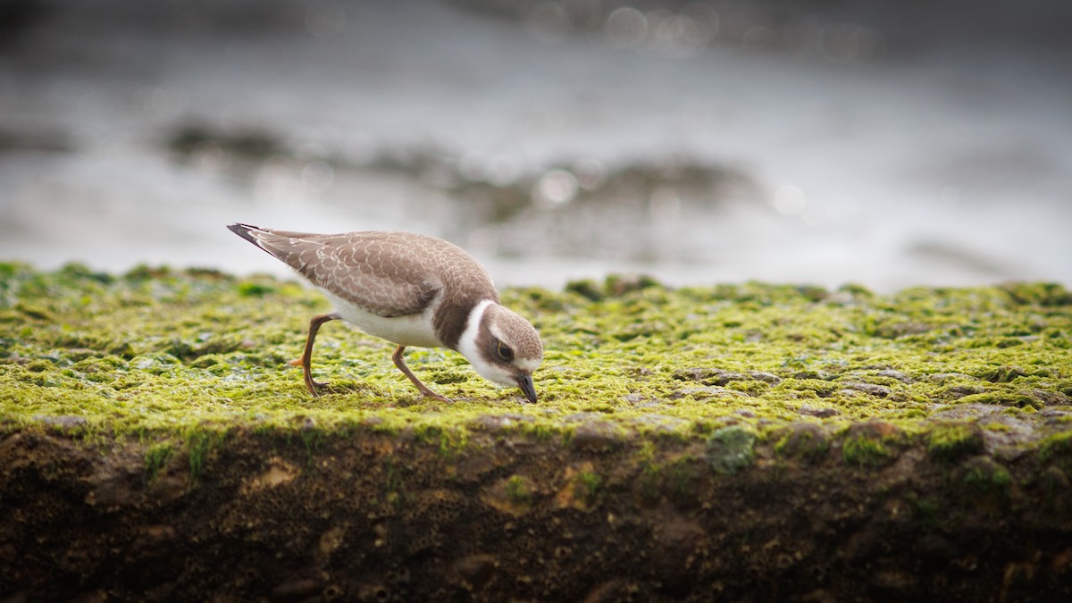Semipalmated Plover - ML641318758