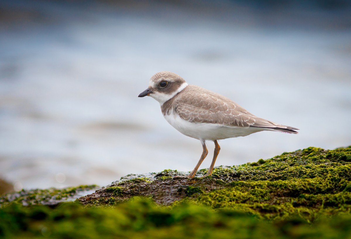 Semipalmated Plover - ML641318760