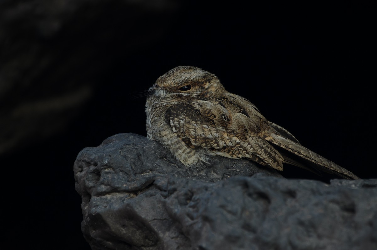 Ladder-tailed Nightjar - ML641318762