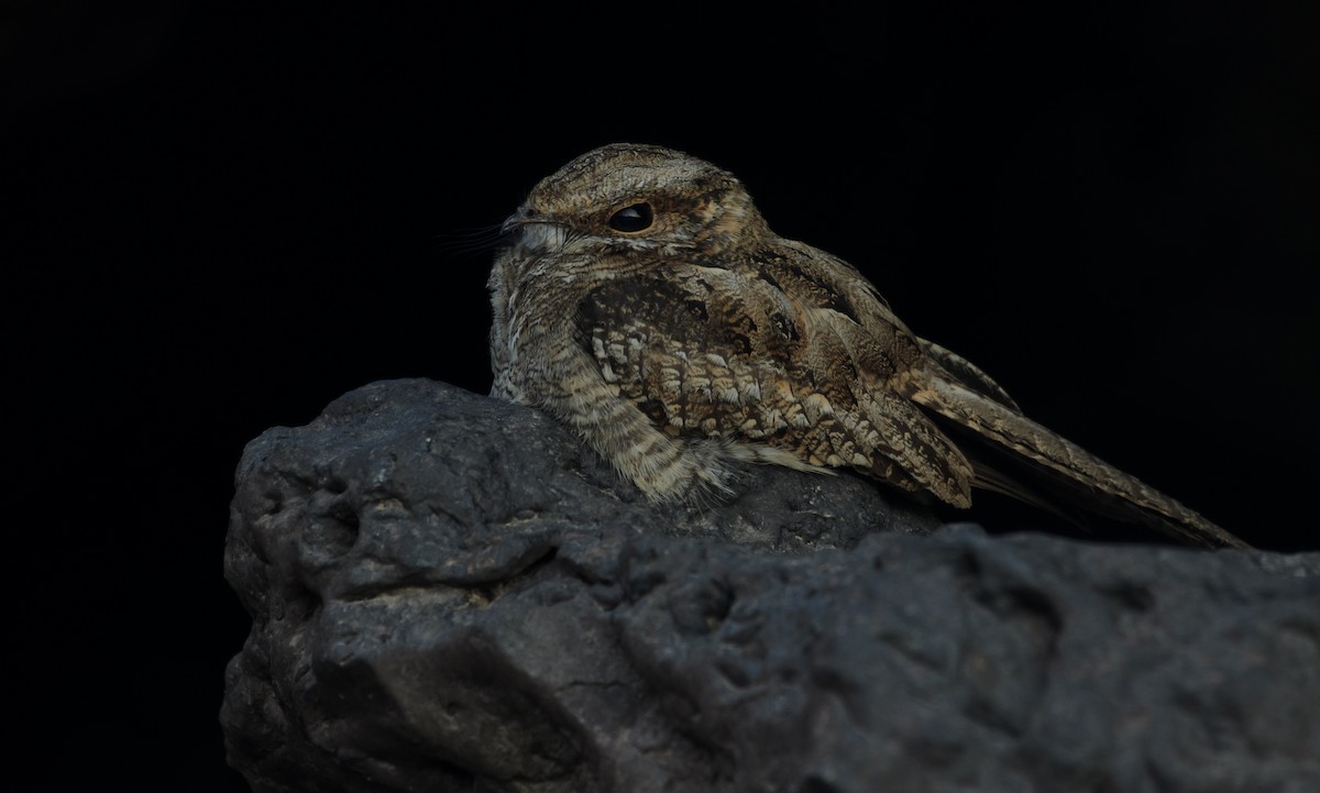 Ladder-tailed Nightjar - ML641318763