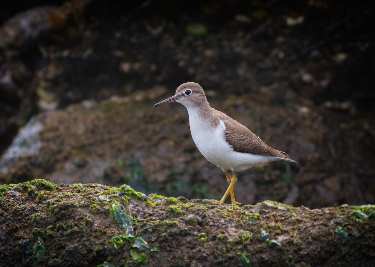 Spotted Sandpiper - ML641318802