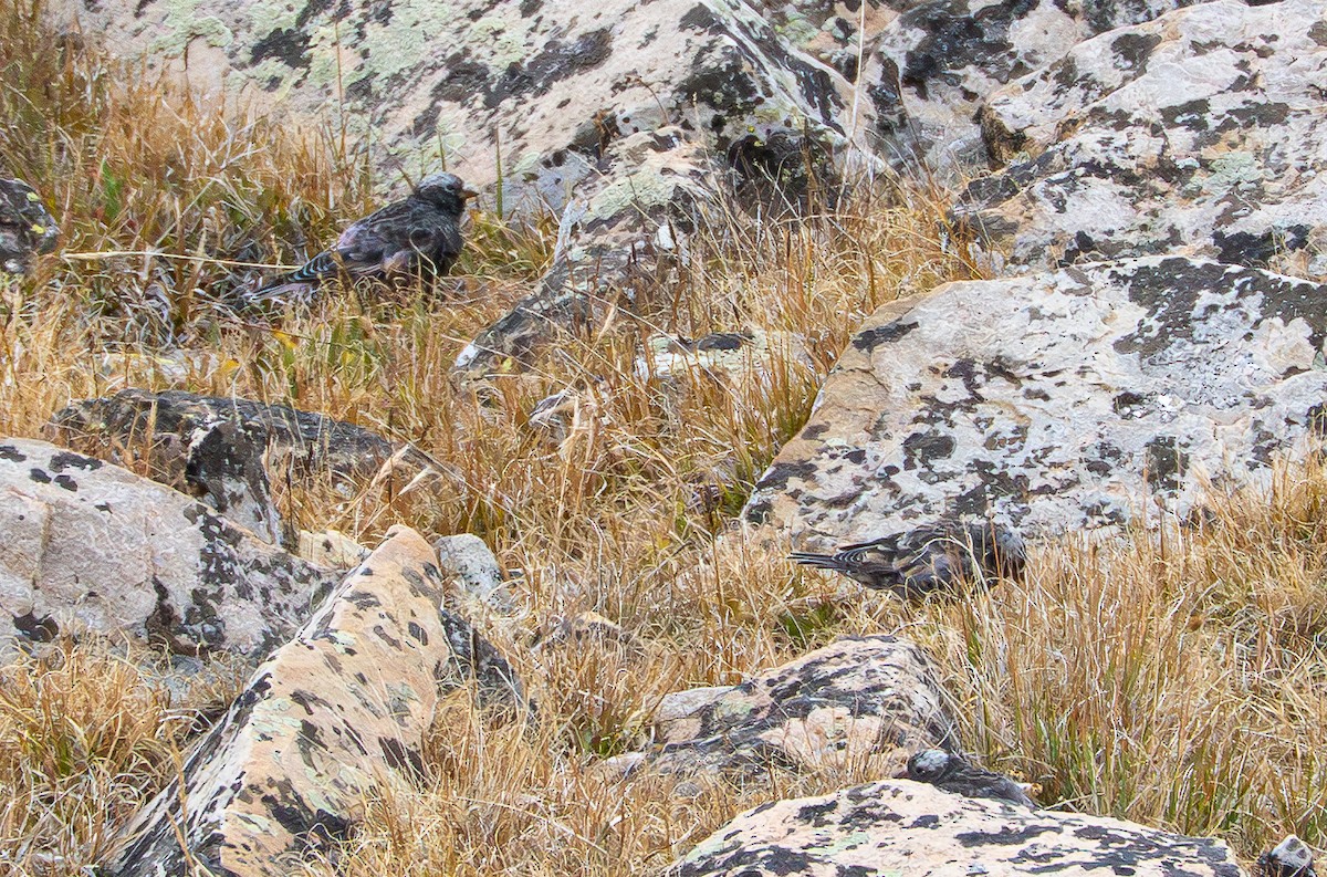 Black Rosy-Finch - ML641318836