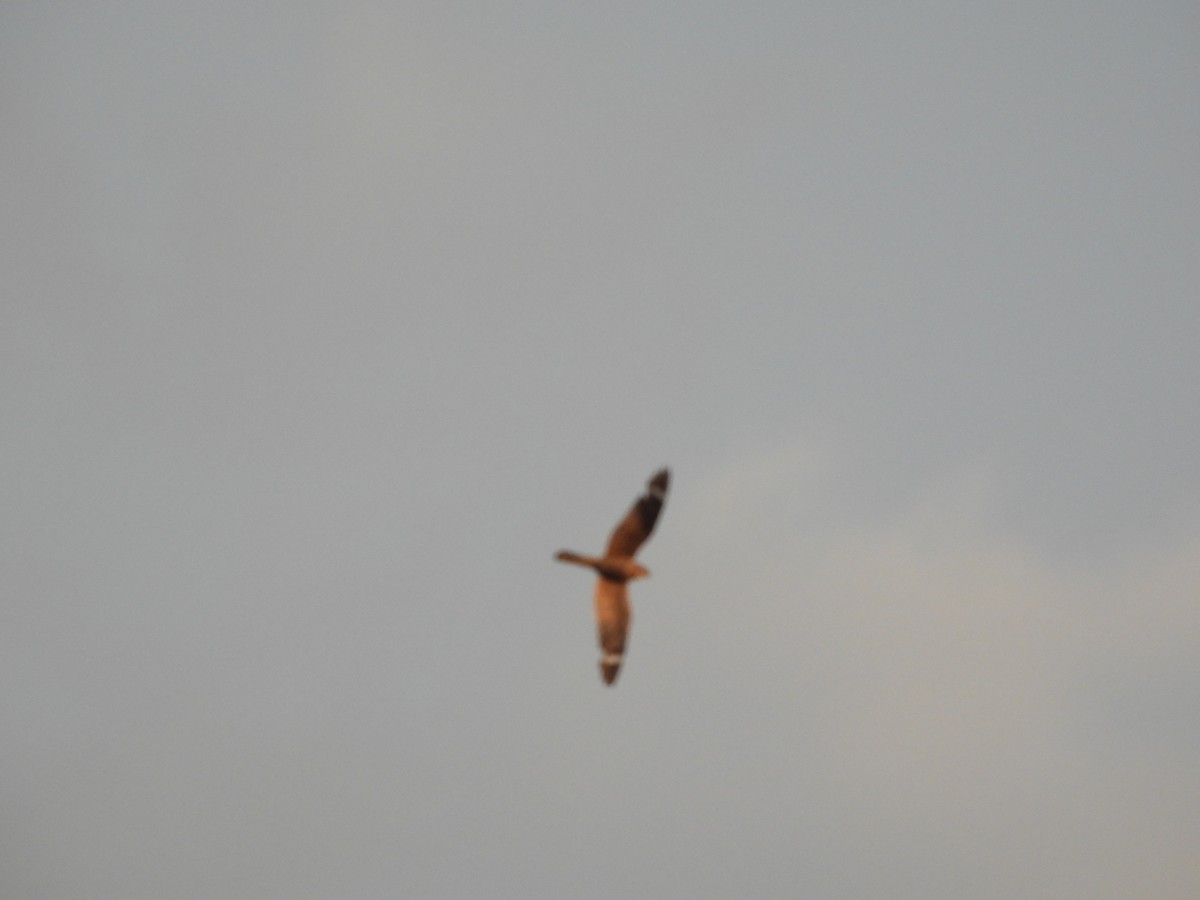 Lesser Nighthawk - ML641318846