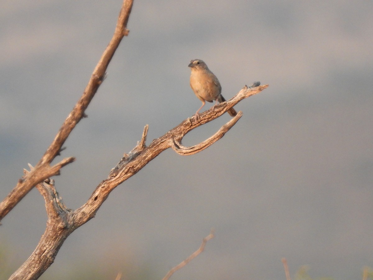 Botteri's Sparrow - ML641318863