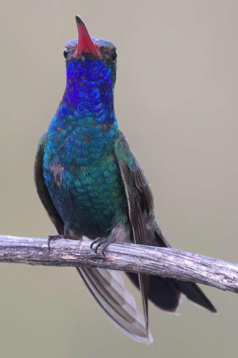 Colibri circé - ML641318867