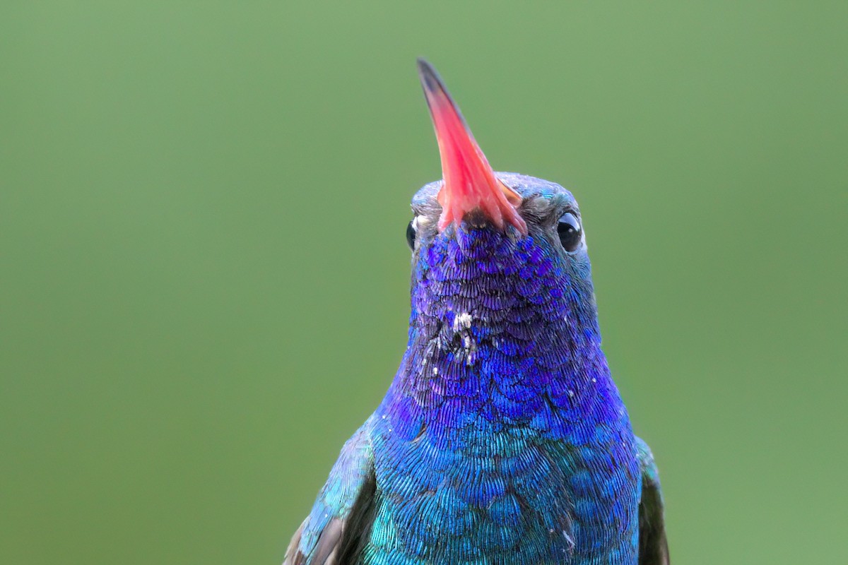 Colibri circé - ML641318868