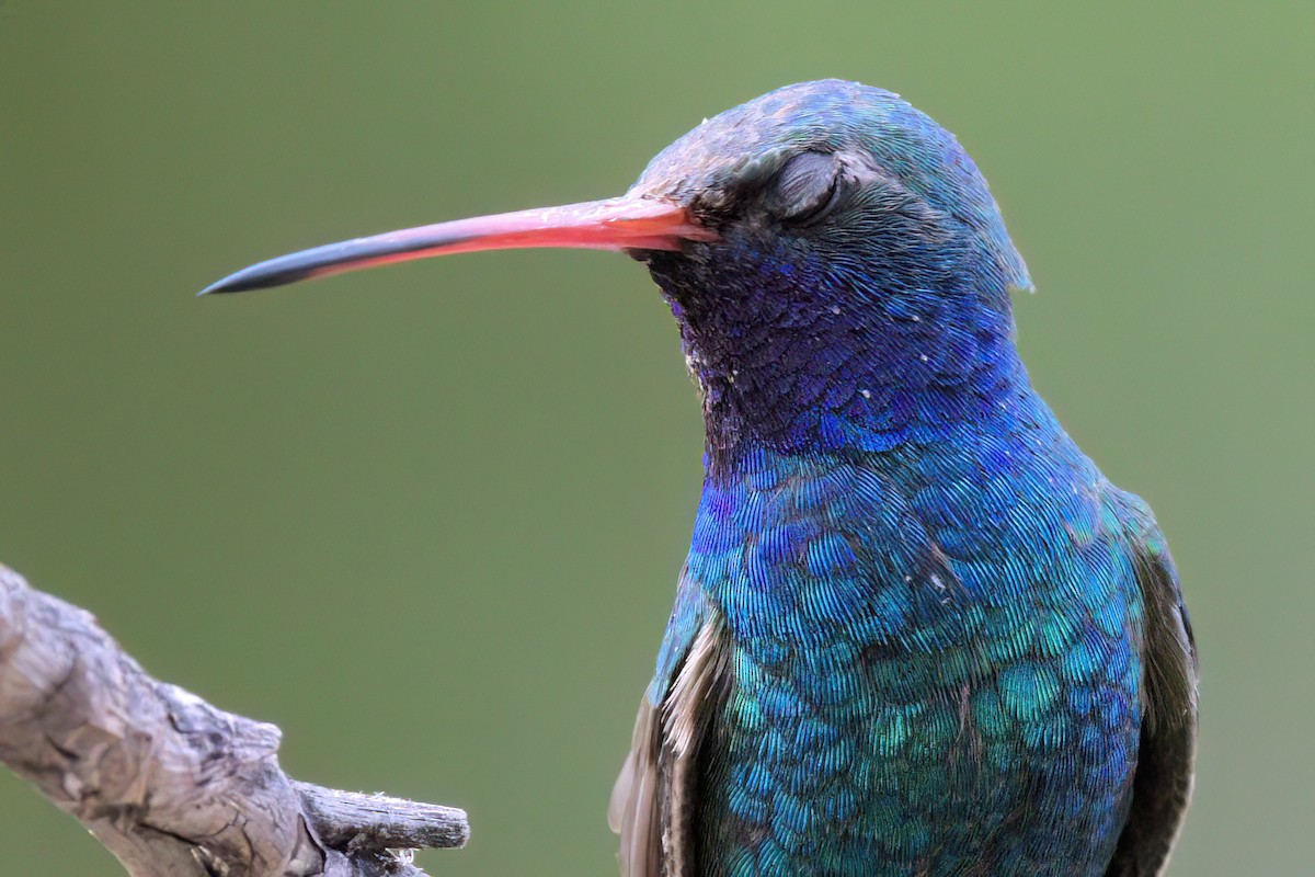 Colibri circé - ML641318870