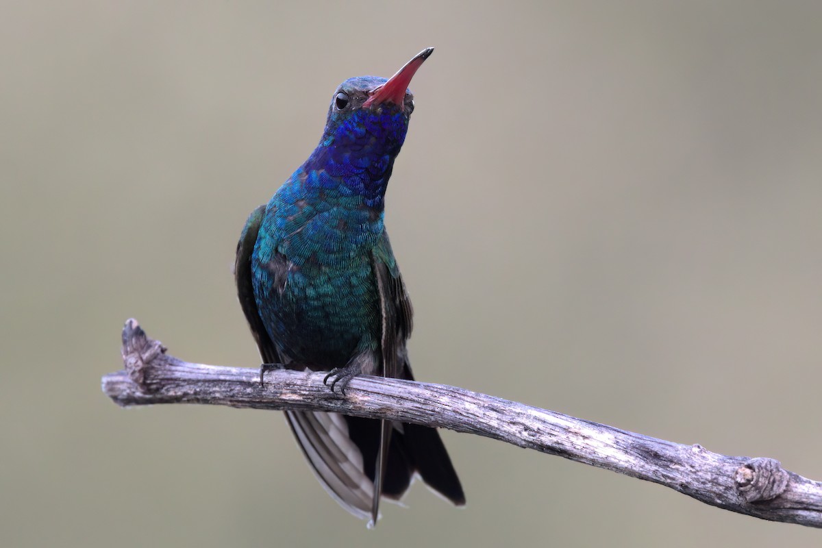 Colibri circé - ML641318871