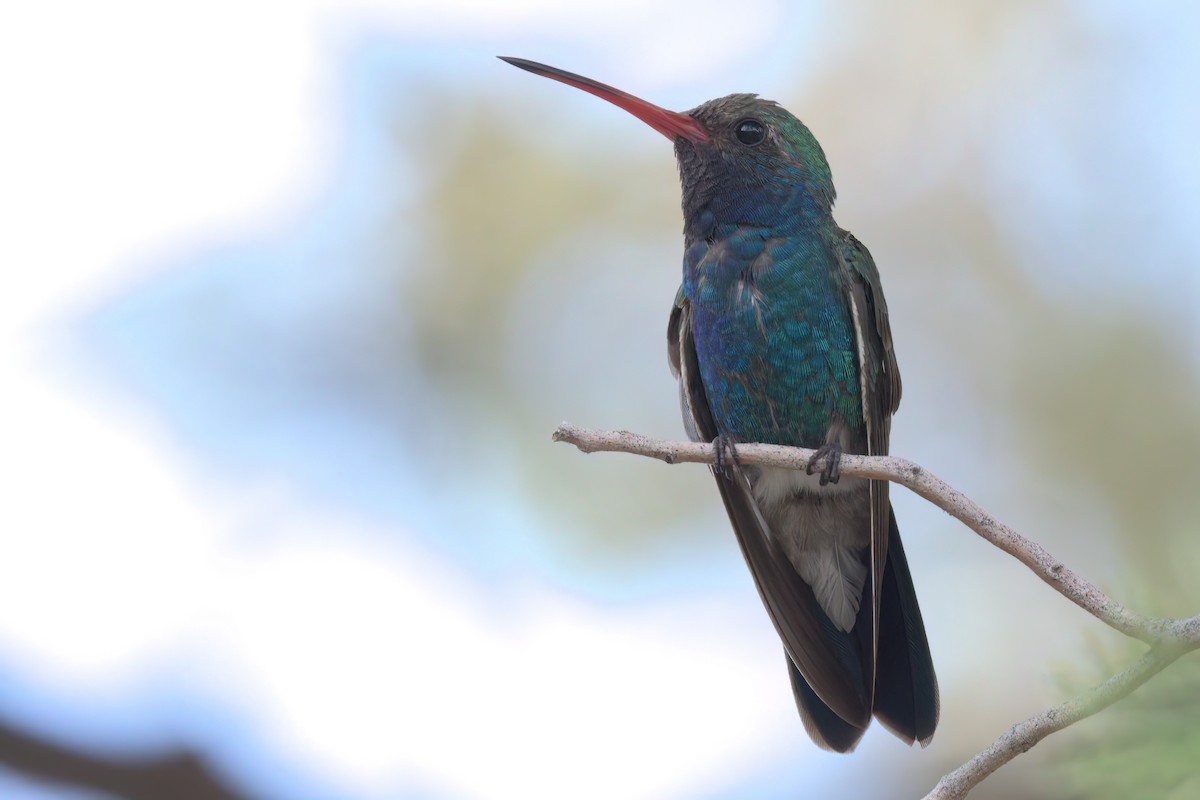 Colibri circé - ML641318873