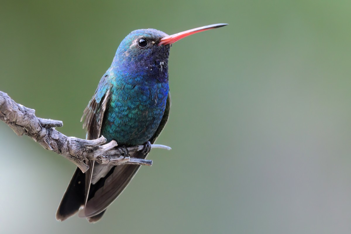 Colibri circé - ML641318874
