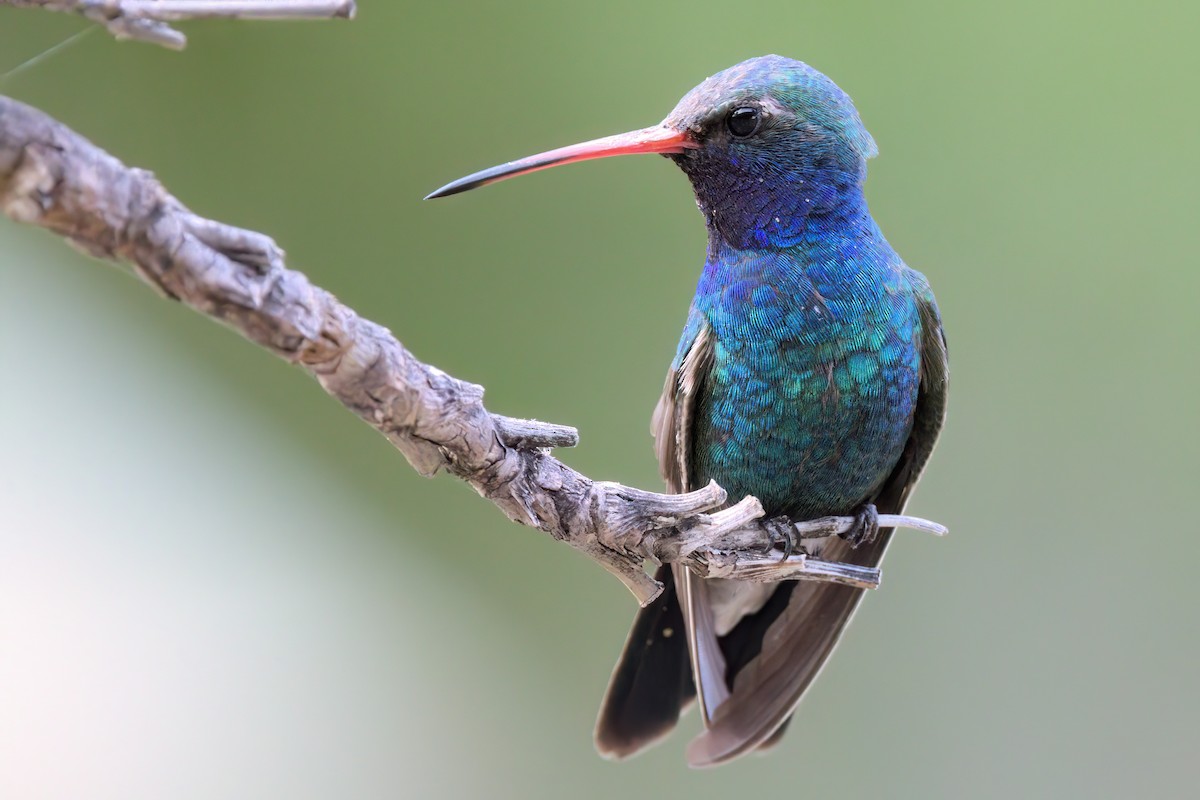 Colibri circé - ML641318875
