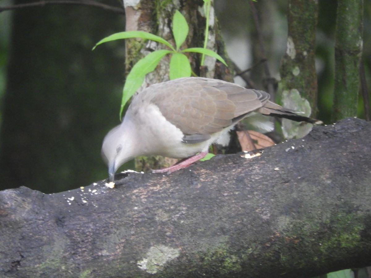 White-tipped Dove - ML641318878