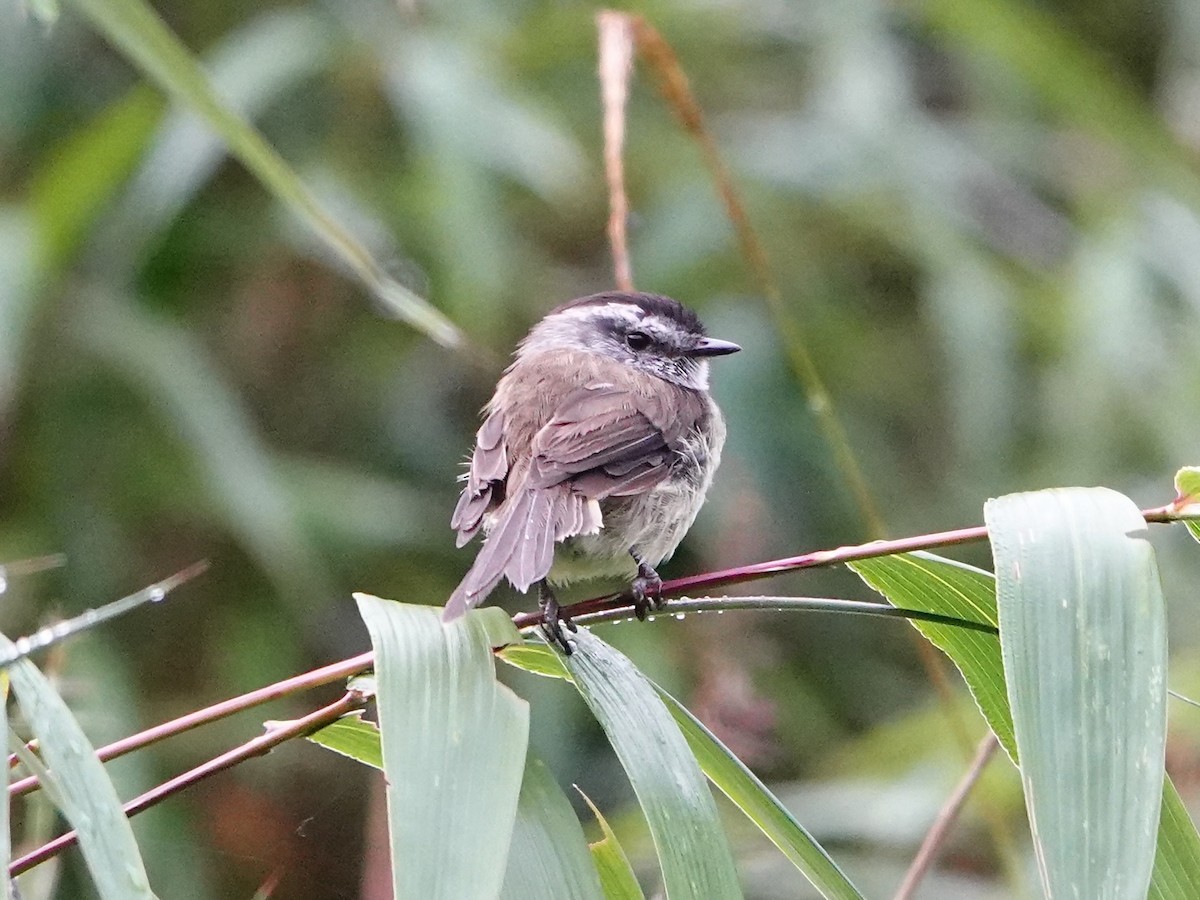 Çizgisiz Tiranulet - ML641318894