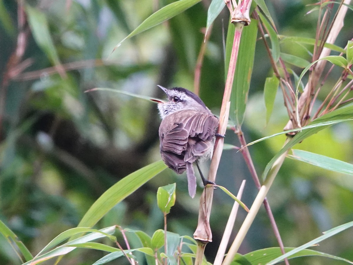 Çizgisiz Tiranulet - ML641318895