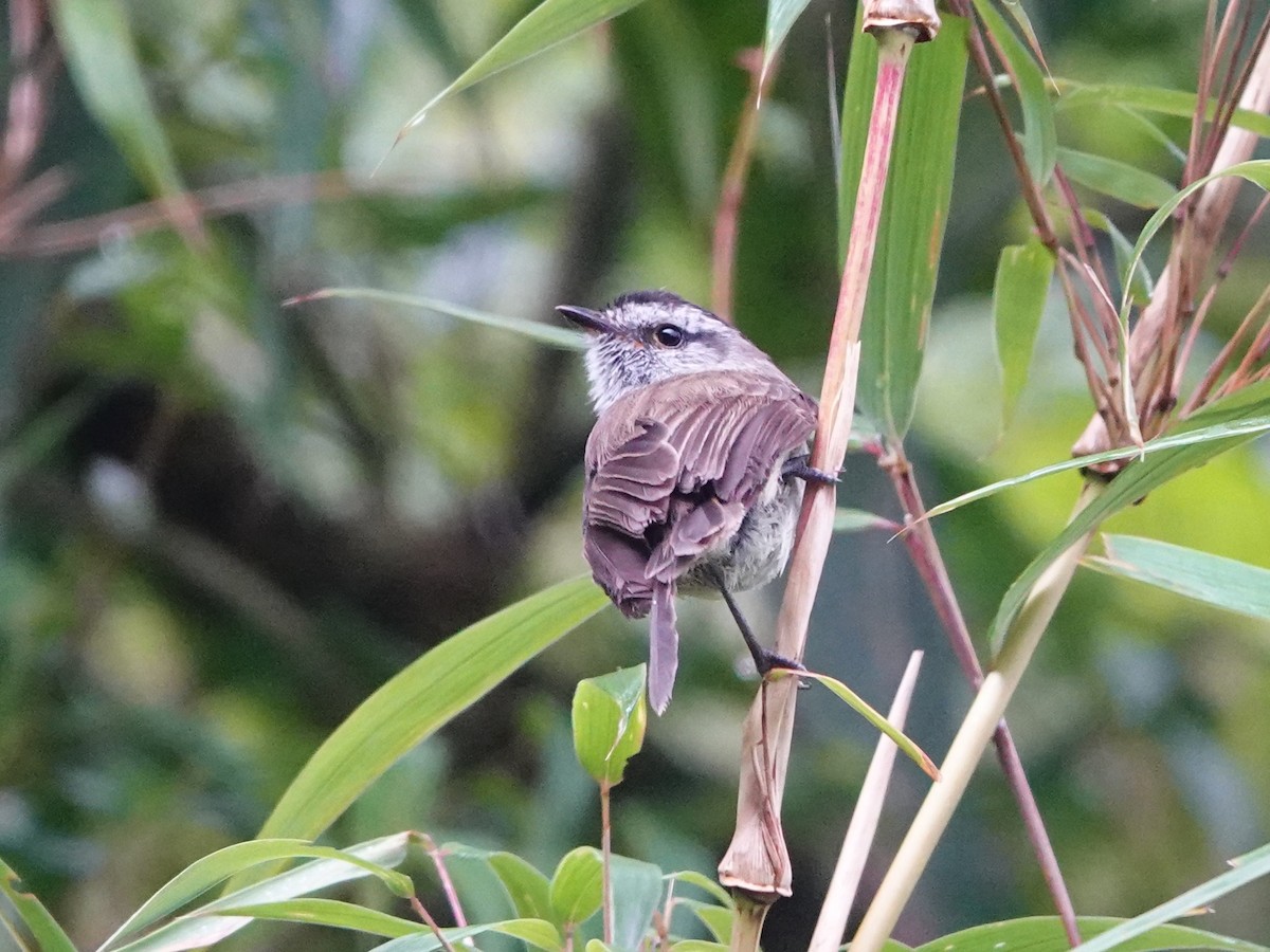 Çizgisiz Tiranulet - ML641318896