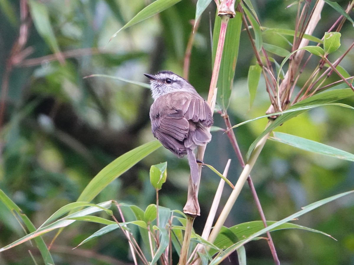 Çizgisiz Tiranulet - ML641318897