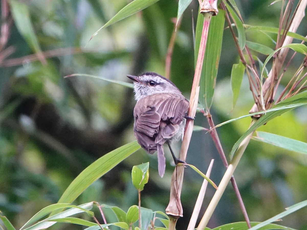 Çizgisiz Tiranulet - ML641318898