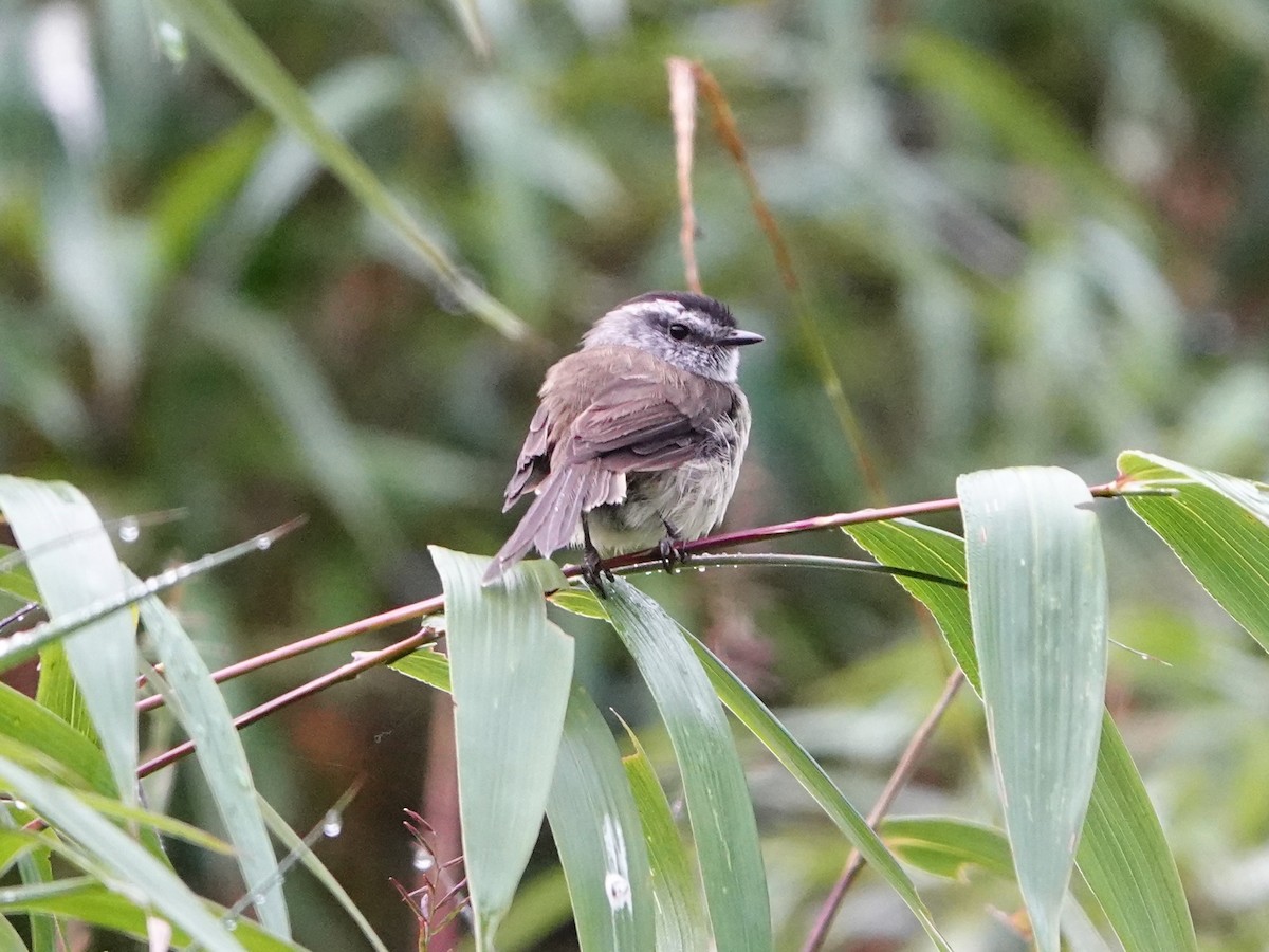 Çizgisiz Tiranulet - ML641318899