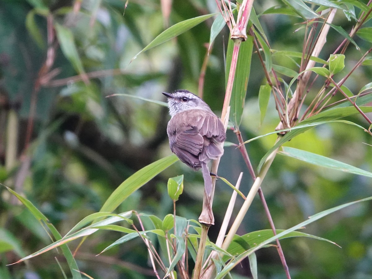 Çizgisiz Tiranulet - ML641318900