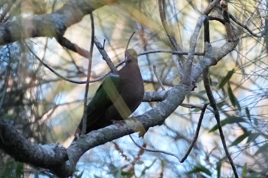 Pacific Emerald Dove - ML641318994