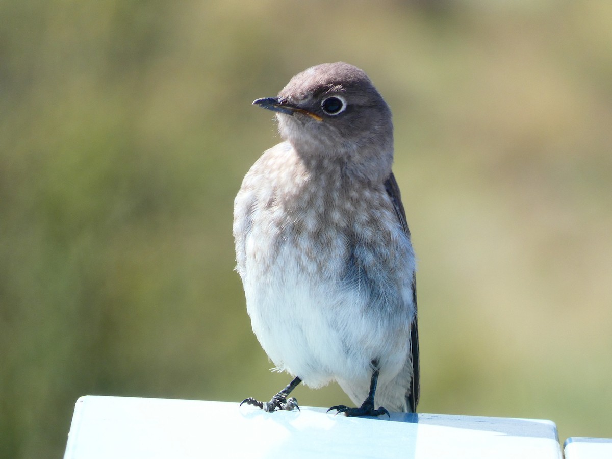 Mountain Bluebird - ML641319009