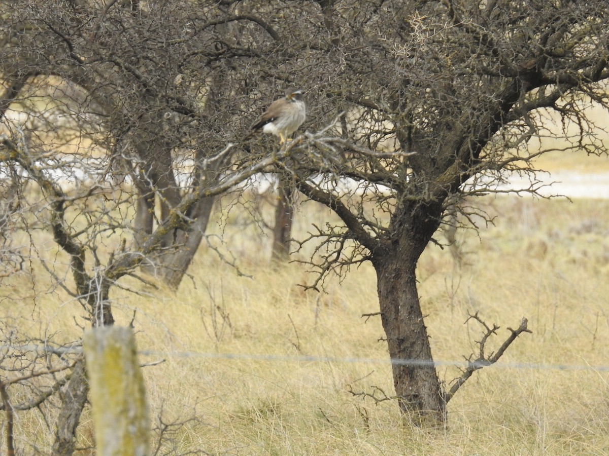 Spot-winged Falconet - ML641319015