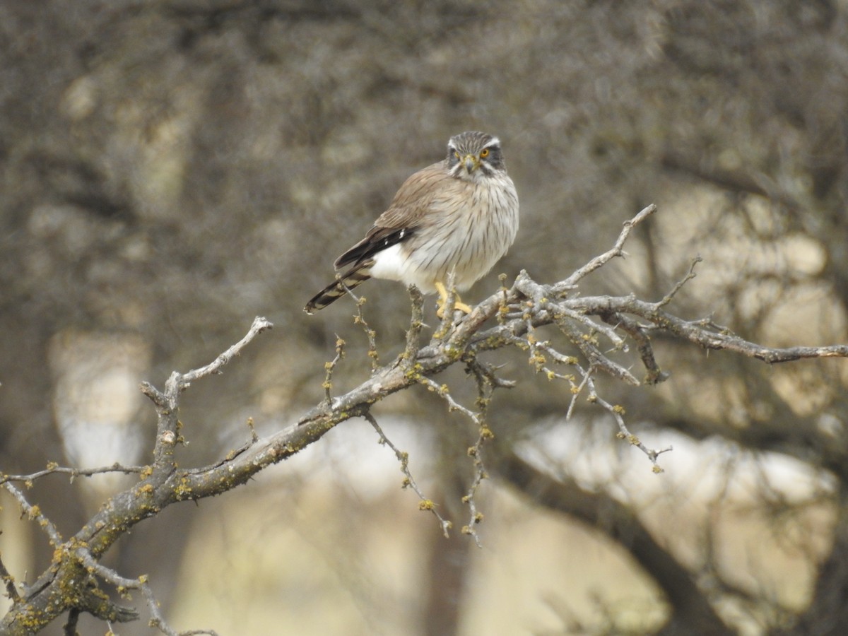 Spot-winged Falconet - ML641319016
