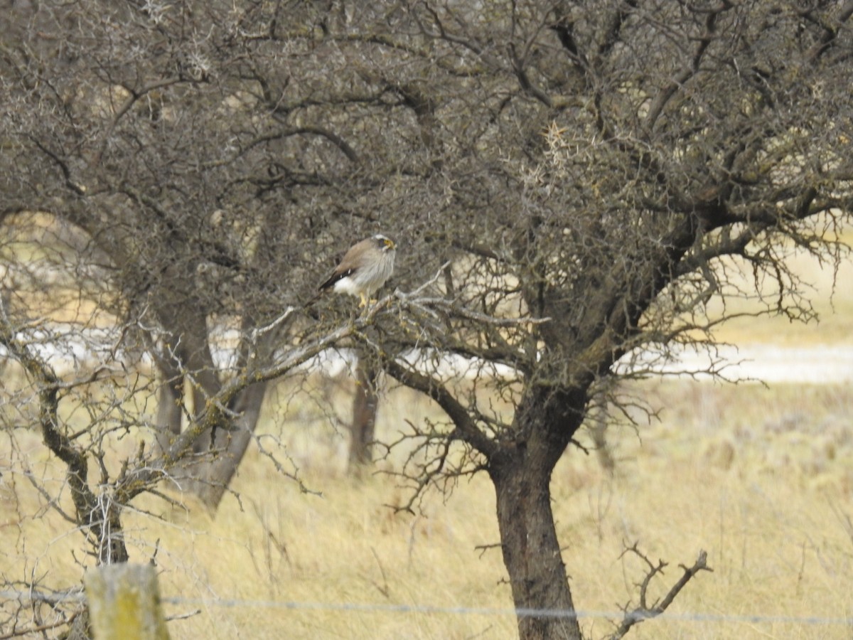 Spot-winged Falconet - ML641319018