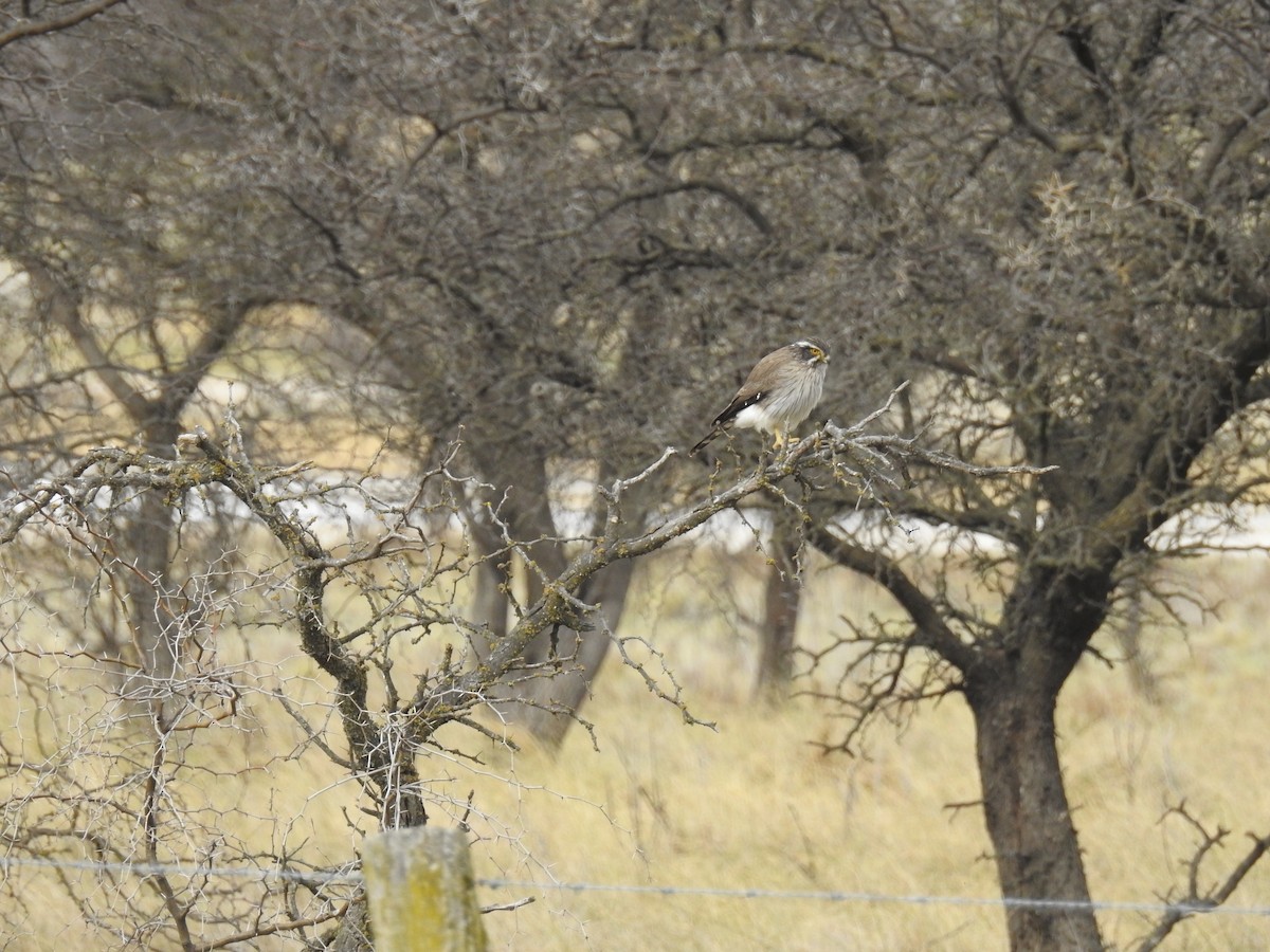 Spot-winged Falconet - ML641319019