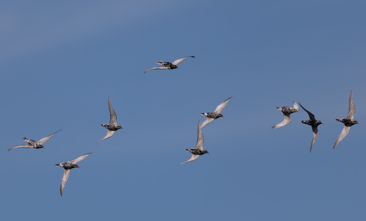 American Golden-Plover - ML641319043